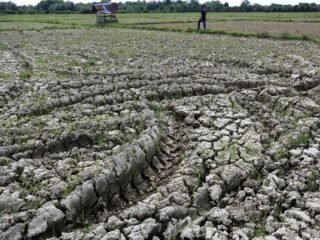 Ribuan Hektar Sawah Kekeringan di Padang Tijie