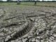 Ribuan Hektar Sawah Kekeringan di Padang Tijie