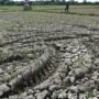 Ribuan Hektar Sawah Kekeringan di Padang Tijie