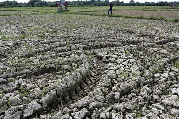 Ribuan Hektar Sawah Kekeringan di Padang Tijie