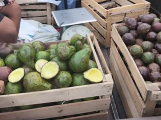 Lapak Alpukat Takengon di Meulaboh Diserbu Pembeli, Dijual Mulai Rp10 Ribu per Kilogram