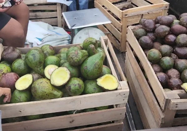 Lapak Alpukat Takengon di Meulaboh Diserbu Pembeli, Dijual Mulai Rp10 Ribu per Kilogram