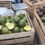 Lapak Alpukat Takengon di Meulaboh Diserbu Pembeli, Dijual Mulai Rp10 Ribu per Kilogram