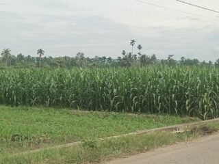 Sejumlah Desa di Bandardua “Hutannya” Jagung