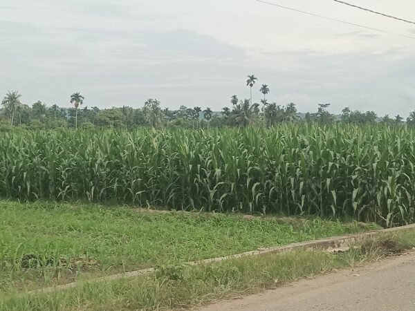 Sejumlah Desa di Bandardua “Hutannya” Jagung