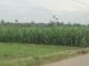 Sejumlah Desa di Bandardua “Hutannya” Jagung