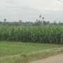 Sejumlah Desa di Bandardua “Hutannya” Jagung