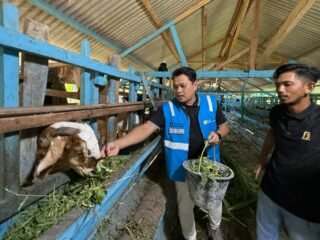 PLN Nusantara Power UP Arun Dorong Kemandirian Peternak melalui Pelatihan Pengolahan Limbah Hijauan Menjadi Pakan Silase