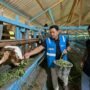 PLN Nusantara Power UP Arun Dorong Kemandirian Peternak melalui Pelatihan Pengolahan Limbah Hijauan Menjadi Pakan Silase
